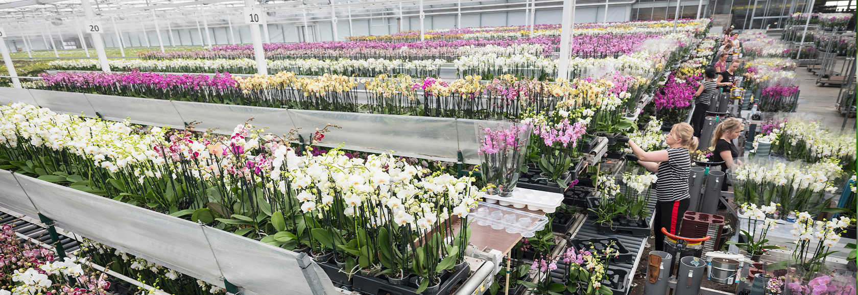 Orchids Employee