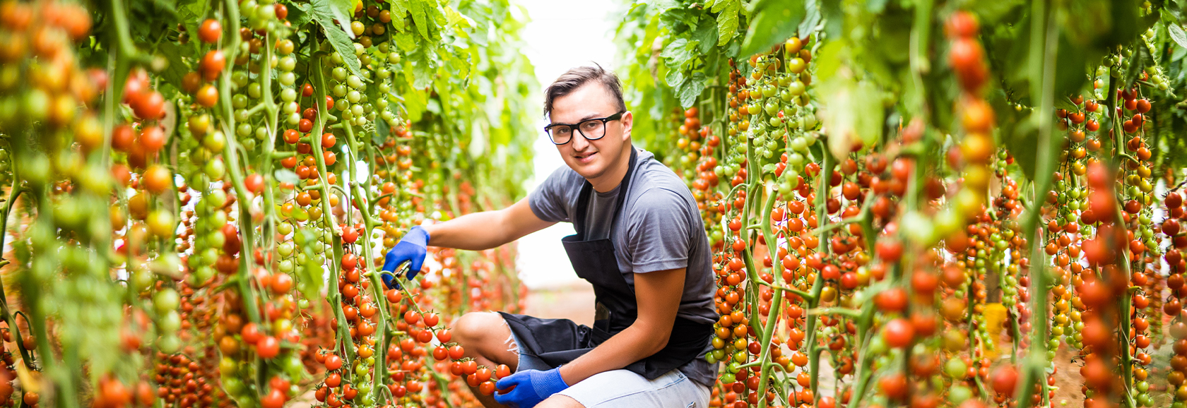 Tomatoes Employee
