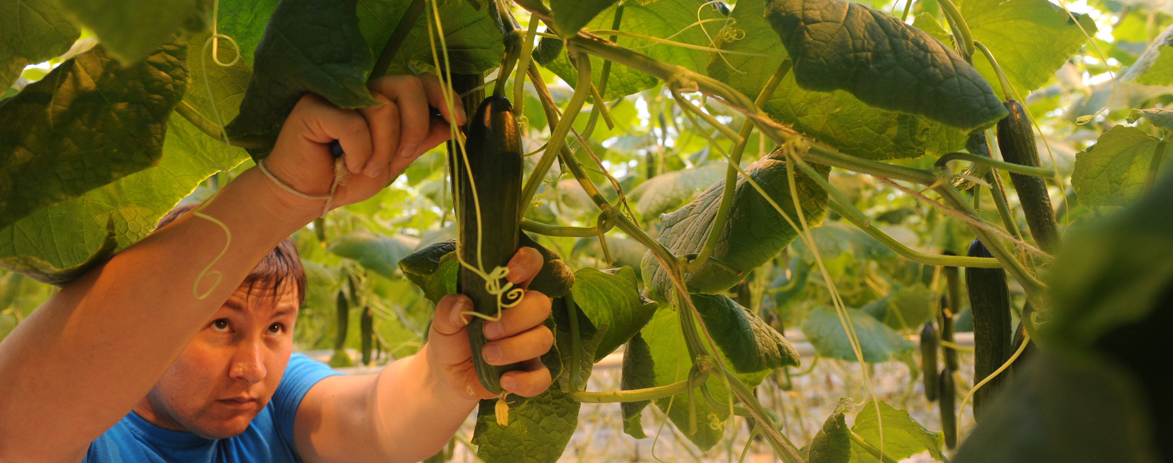 Cucumbers Employee