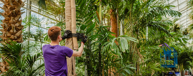 Angajat la sera de plante tropicale