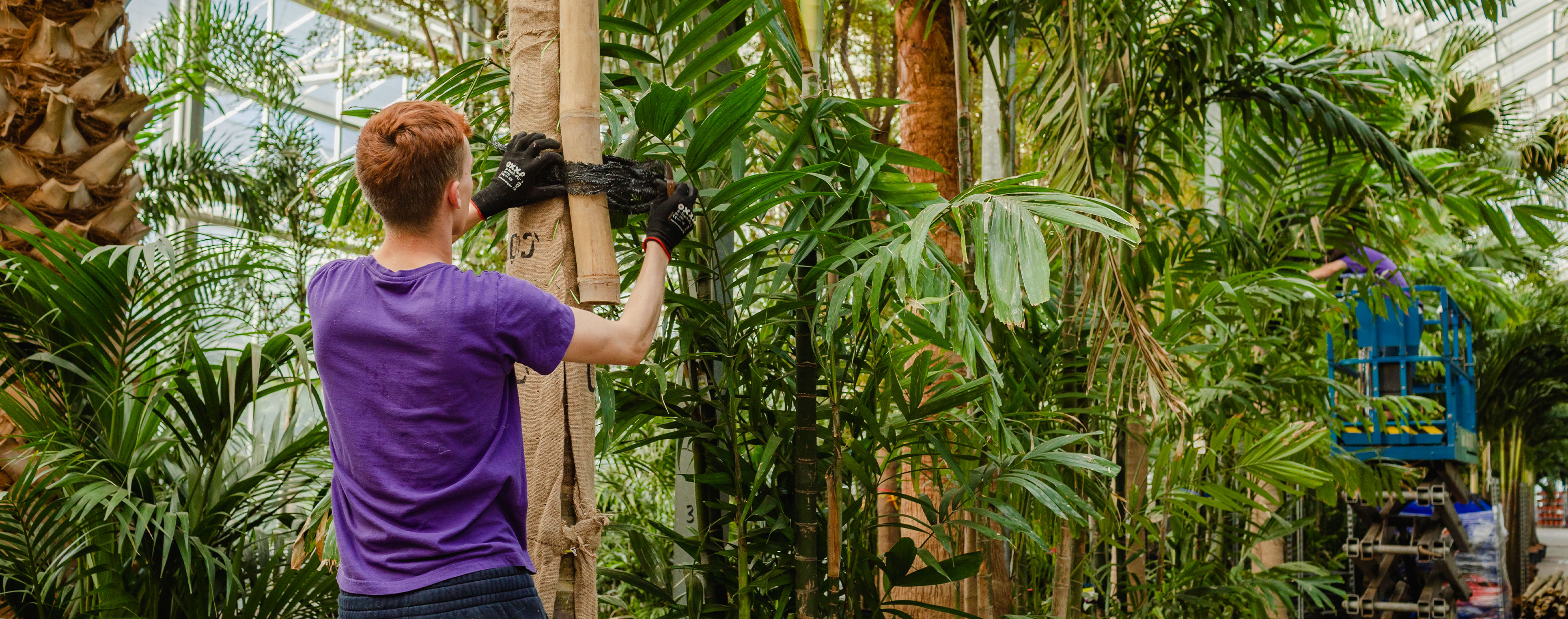 Angajat la sera de plante tropicale